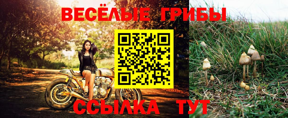 Галлюциногенные грибы Psilocybine cubensis  Вход с VPN  Галлюциногенные грибы мухоморы  Ессентуки 
